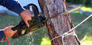 Best Tree Preservation Services  in Moore Haven, FL