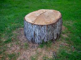 Best Root Management and Removal  in Moore Haven, FL