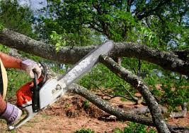 Best Stump Grinding and Removal  in Moore Haven, FL
