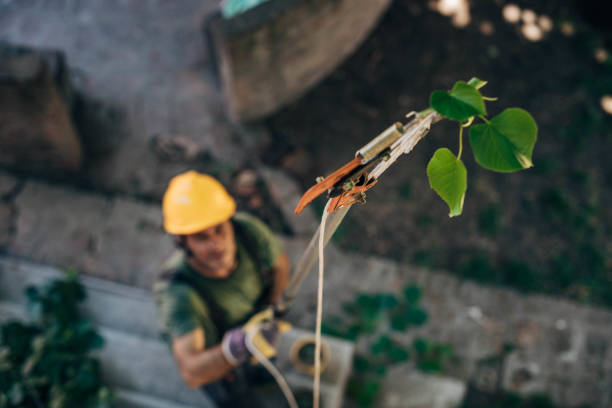 Best Tree and Shrub Care  in Moore Haven, FL