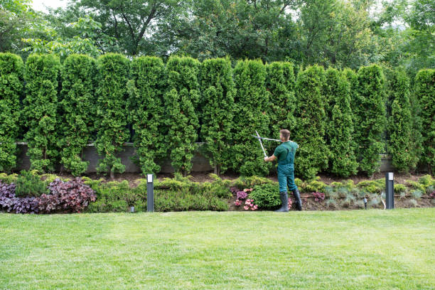 Best Hazardous Tree Removal  in Moore Haven, FL
