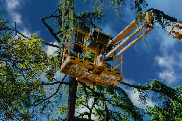 Best Soil Testing and Treatment  in Moore Haven, FL