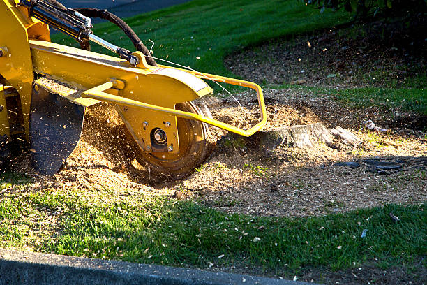 How Our Tree Care Process Works  in  Moore Haven, FL