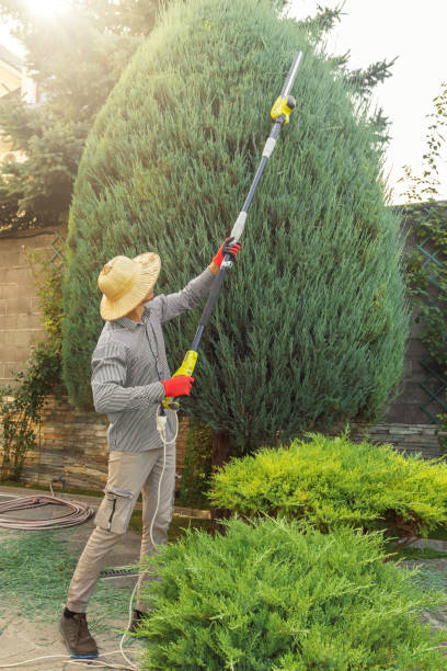 Professional Tree Services in Moore Haven, FL